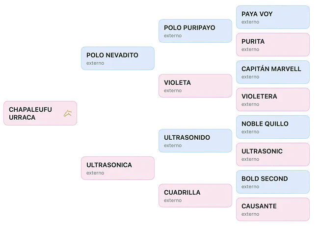 Árbol genealógico de 3 generaciones de un caballo de polo en Polo Breeders